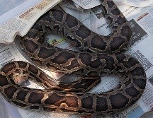 El abuelo y el padre del niño rápidamente intervinieron ante el ataque de la boa. EL INFORMADOR/ARCHIVO