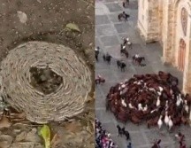 El extraño comportamiento de estos animales no ha podido ser explicado a ciencia cierta por ninguna autoridad, lo cual ha encendido las alertas en diferentes partes del mundo en los que se han presenciado estos casos. ESPECIAL/