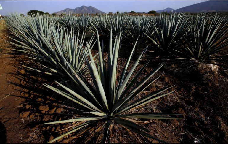 Hasta la fecha se han producido más de 300 mil litros de tequila con esta certificación y se tienen cuatro productores autorizados AFP/ARCHIVO