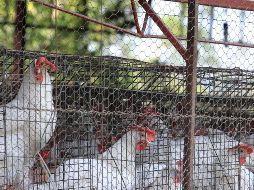 Hasta el momento se han visto afectadas poco más de 1.6 millones de aves en unidades de producción avícola (UPA) de Nuevo León, Sonora, Jalisco y Yucatán. EL INFORMADOR / ARCHIVO