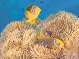 Un mundo bajo el agua. No podrás creer todo lo que Tahití tiene para el aventurero. ESPECIAL/Tahiti Tourisme