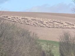 Este extraño comportamiento podría deberse a una enfermedad. ESPECIAL/Twitter