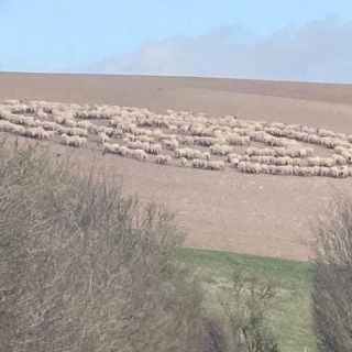 Viral: ¡Por fin se descubrió! Por esta razón los animales dan vueltas en círculos