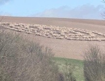 Este extraño comportamiento podría deberse a una enfermedad. ESPECIAL/Twitter