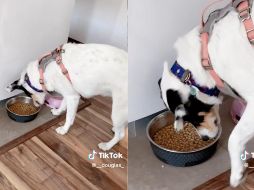 Los videos de animales son los favoritos de las redes sociales. ESPECIAL