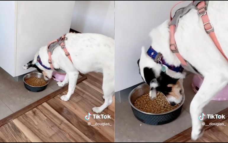 Los videos de animales son los favoritos de las redes sociales. ESPECIAL