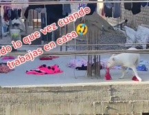 En su cuenta de TikTok la usuaria @yulyt26 publicó el momento gracioso del perro cuando está sujetando la ropa con el hocico para bajarla del tendedero y luego arrojarla al suelo. TIKTOK / yulyt26