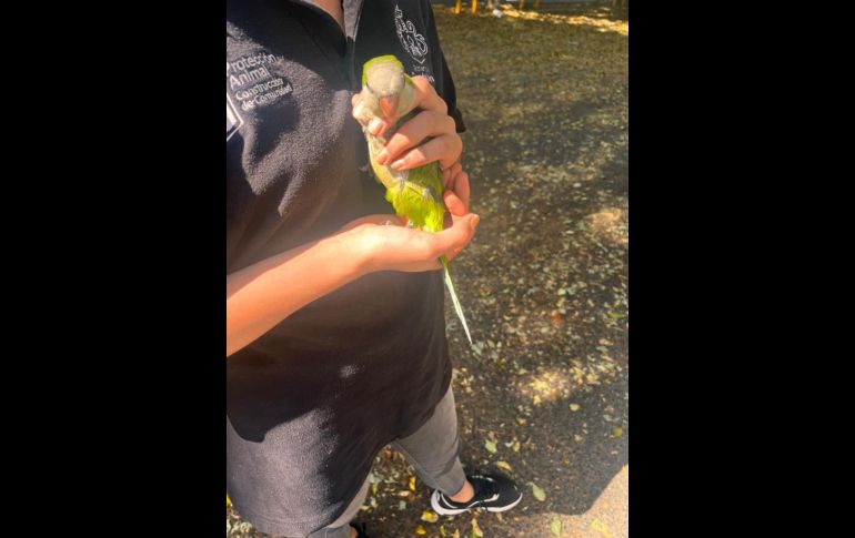 Rescatan medio centenar de animales en El Baratillo