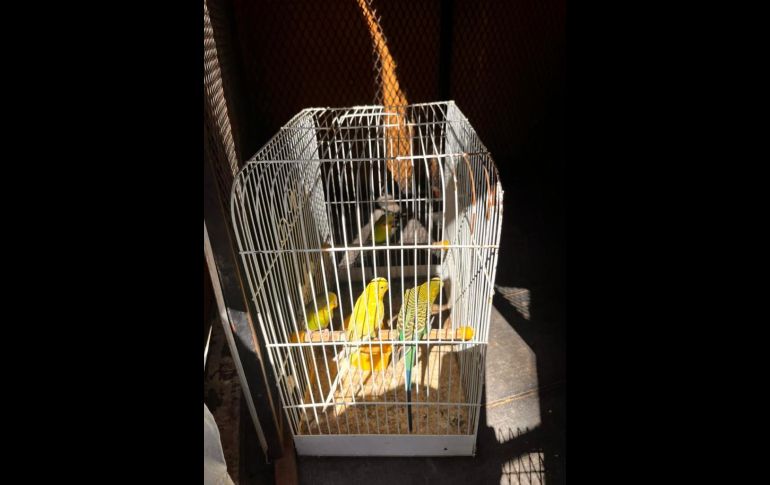 Rescatan medio centenar de animales en El Baratillo