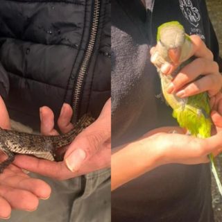 Rescatan medio centenar de animales en El Baratillo