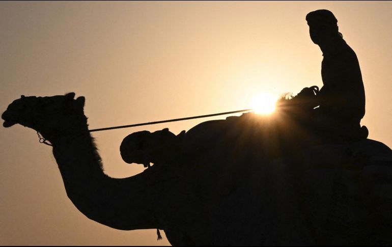 Desde que comenzó el Mundial, los animales realizan de 15 a 20 recorridos sin descanso; algunos son de 10 minutos, otros de 20 a 30.  AFP / ARCHIVO