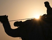 Desde que comenzó el Mundial, los animales realizan de 15 a 20 recorridos sin descanso; algunos son de 10 minutos, otros de 20 a 30.  AFP / ARCHIVO