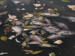 Se reporta una vez más, muerte masiva de peces en el Lago de Chapultepec y se realiza recuento de la historia de los lagos. TWITTER/@El_Universal_Mx