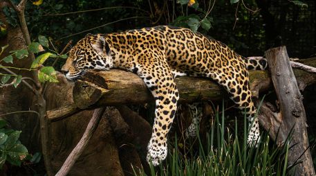 En el día internacional del jaguar, comparten imágenes de la cría de jaguar que nació en el zoológico de Chapultepec. FACEBOOK/Zoológicos de la Ciudad de México