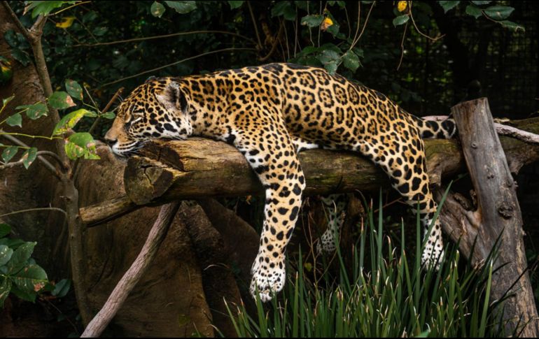 En el día internacional del jaguar, comparten imágenes de la cría de jaguar que nació en el zoológico de Chapultepec. FACEBOOK/Zoológicos de la Ciudad de México