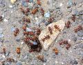 Luego de comprobar la composición molecular del líquido producido por las hormigas pupu, las investigadoras identificaron 185 proteínas y más de 100 metabolitos. EL INFORMADOR/ARCHIVO