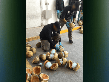 Además del decomiso de presunta droga detectado en cocos, se notifica del arresto de dos personas. TWITTER / @FGRMexico