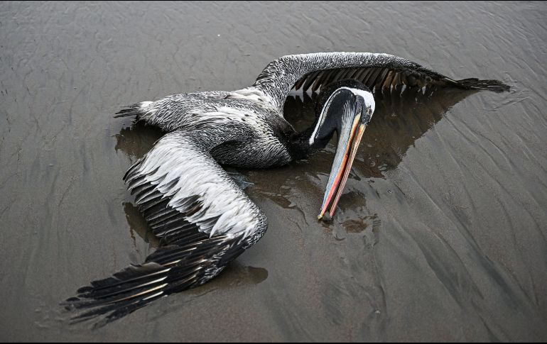 En Perú, por ejemplo, han muerto unas 14 mil aves marinas, en su mayoría pelícanos, a causa de la influenza aviar H5N1. AFP/E. Benavides