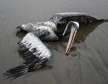 En Perú, por ejemplo, han muerto unas 14 mil aves marinas, en su mayoría pelícanos, a causa de la influenza aviar H5N1. AFP/E. Benavides