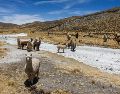 Para las pequeñas comunidades andinas de origen quechua y aimara, la sequía se traduce en pérdidas en la agricultura y ganadería. AFP/J. Cisneros