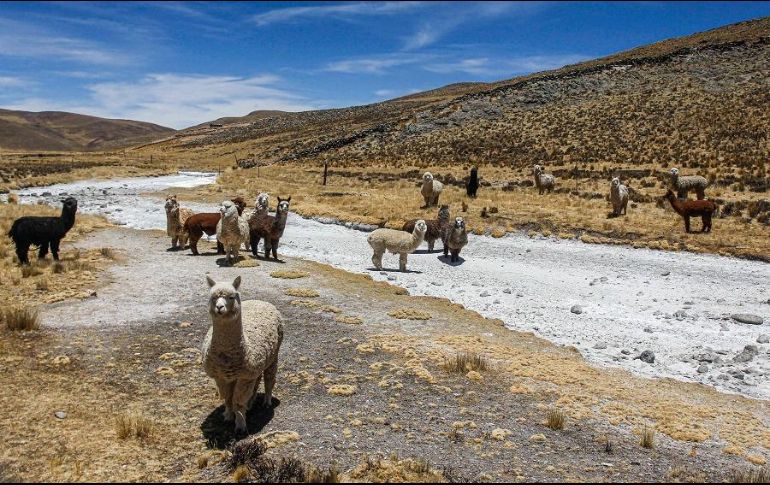 Para las pequeñas comunidades andinas de origen quechua y aimara, la sequía se traduce en pérdidas en la agricultura y ganadería. AFP/J. Cisneros