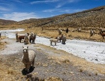 Para las pequeñas comunidades andinas de origen quechua y aimara, la sequía se traduce en pérdidas en la agricultura y ganadería. AFP/J. Cisneros