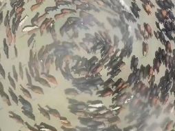 ¡No tiene fin! Captan a caballos girando en círculos en China