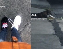 La joven de nombre María Guadalupe explicó en un video publicado en su cuenta de TikTok que todo comenzó cuando se acercó al perrito para saludarlo, sin embargo jamás imaginó que le quitaría su tenis. ESPECIAL