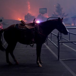 ONG revela matanza de caballos para consumo humano en Chiapas