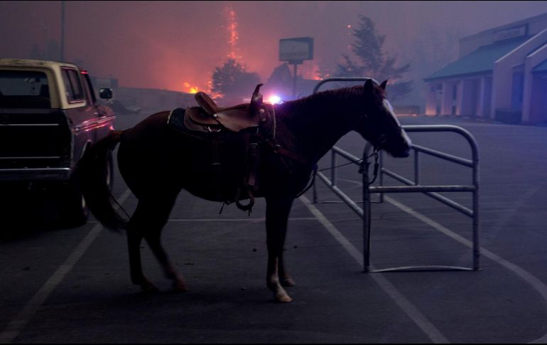 La organización informó que la venta de la carne de caballo para consumo humano es preocupante. EFE/ARCHIVO