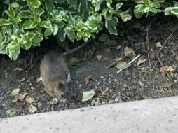 Avistamiento de plagas de ratas en el centro histórico de Querétaro preocupa a los internautas. TIKTOK/CAPTURA DE VIDEO