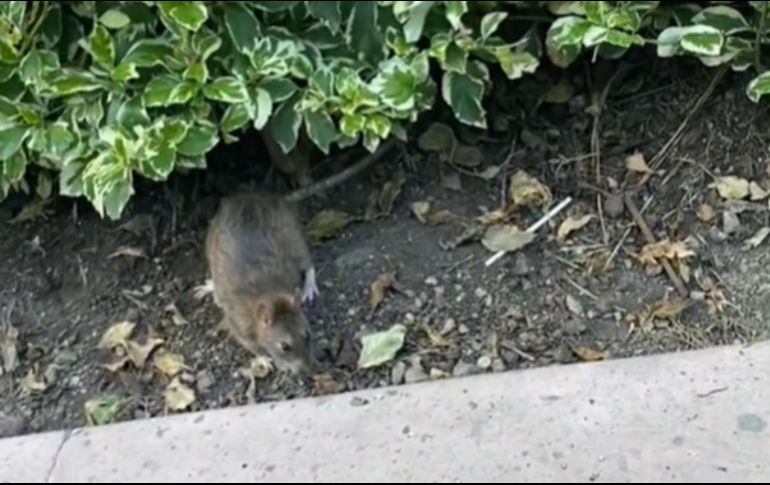 Avistamiento de plagas de ratas en el centro histórico de Querétaro preocupa a los internautas. TIKTOK/CAPTURA DE VIDEO