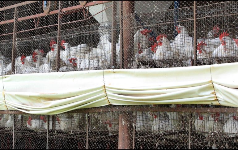 Hasta el momento, se han visto afectadas por la gripe aviar poco más de 1.6 millones de aves en unidades de producción avícola de Nuevo León, Sonora, Jalisco y Yucatán. EL INFORMADOR/ARCHIVO