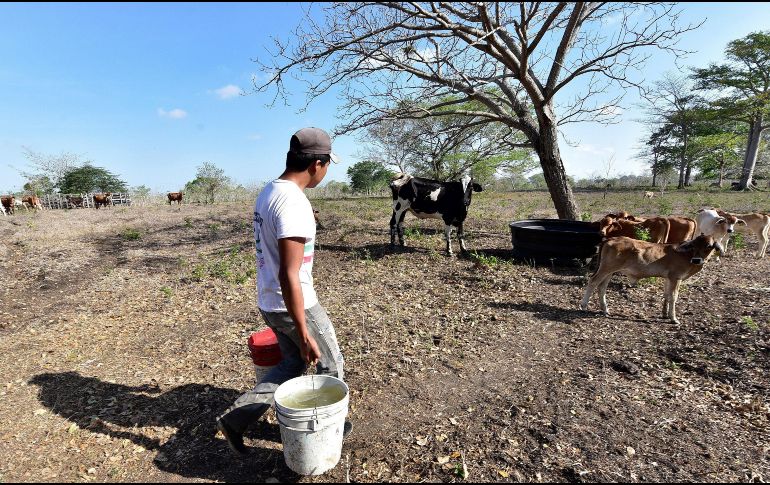 La Niña afecta porque las condiciones de sequía se vuelven extremas y se agravan todos los problemas relacionados con los recursos hídricos. EFE / ARCHIVO