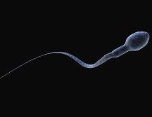 La cuenta de espermatozoides cayó 51% en cinco décadas, según los estudios. GETTY IMAGES