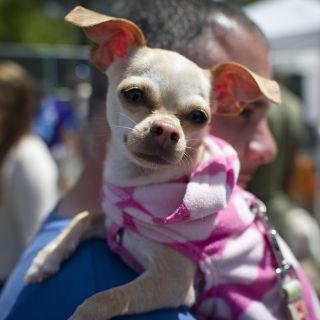 ¿Cómo el frío puede afectar a tu mascota y qué debes hacer para prevenirlo?