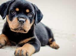 Rottweilers: perros obedientes, amistosos y divertidos