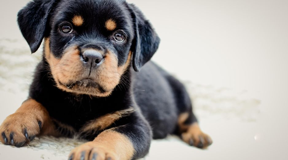 Rottweilers: perros obedientes, amistosos y divertidos