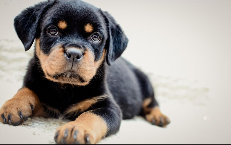 Rottweilers: perros obedientes, amistosos y divertidos