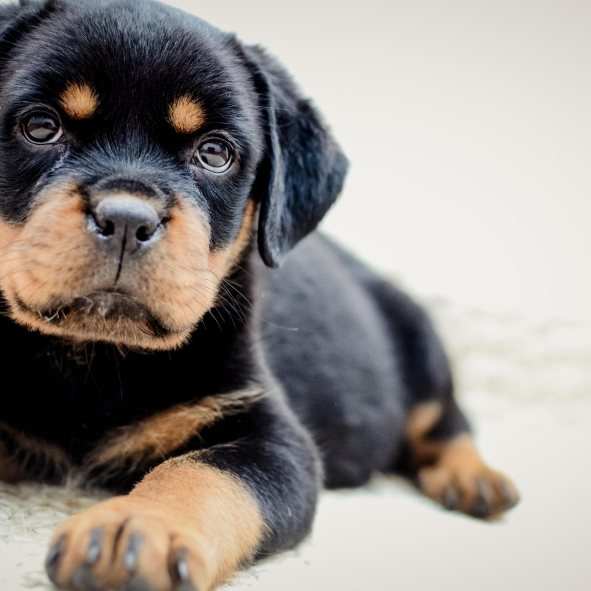 son las perras usadas en las peleas de perros