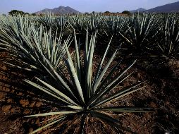A lo largo de estos 48 años, la agroindustria tequilera ha reforzado también su compromiso con el medio ambiente y el futuro para las próximas generaciones.EL INFORMADOR/ARCHIVO 