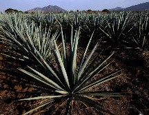 A lo largo de estos 48 años, la agroindustria tequilera ha reforzado también su compromiso con el medio ambiente y el futuro para las próximas generaciones.EL INFORMADOR/ARCHIVO 