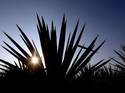 Para el próximo año se prevé un crecimiento de entre el 5 y 10 por ciento para este sector. EL INFORMADOR/ARCHIVO