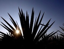 Para el próximo año se prevé un crecimiento de entre el 5 y 10 por ciento para este sector. EL INFORMADOR/ARCHIVO