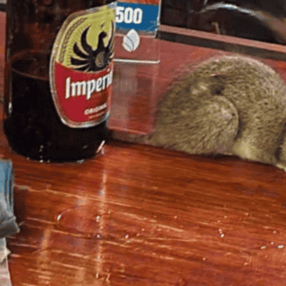 Bar se disculpa por rata caída en mesa de sus clientes