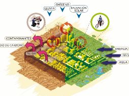 El futuro civilizatorio de la humanidad se definirá en la ciudad. Pero el “poderoso urbanita” debe comprender su dependencia de los espacios extra-urbanos naturales. ESPECIAL/L. Cervantes