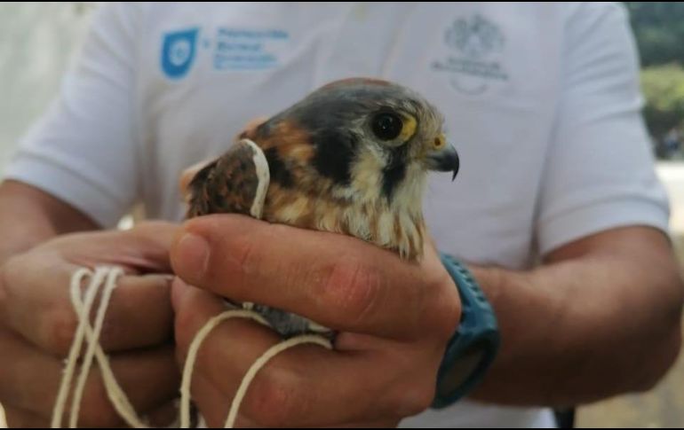 Los animales rescatados fueron: un halcón, siete perros mestizos, nueve pericos australianos, dos agapornis, tres jilgueros, siete distintas aves, tres gorriones, dos tordos y nueves palomas. POLICÍA DE GUADALAJARA/ESPECIAL
