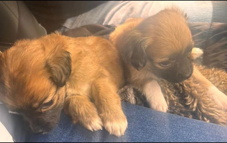 Los animales rescatados fueron: un halcón, siete perros mestizos, nueve pericos australianos, dos agapornis, tres jilgueros, siete distintas aves, tres gorriones, dos tordos y nueves palomas. POLICÍA DE GUADALAJARA/ESPECIAL