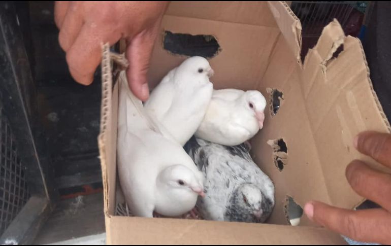 Los animales rescatados fueron: un halcón, siete perros mestizos, nueve pericos australianos, dos agapornis, tres jilgueros, siete distintas aves, tres gorriones, dos tordos y nueves palomas. POLICÍA DE GUADALAJARA/ESPECIAL