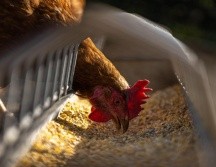 La epidemia de gripe aviar en Europa que comenzó en octubre del año pasado prevalece hasta hoy día, con más de 50 millones de aves sacrificadas el país está trabajando en un proyecto de vacunación aviar oportuna. Pixabay